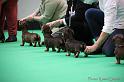 Crufts2011_2 1252